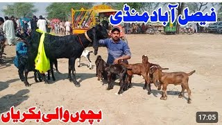 Bakra Mandi Faisalabad update Mandi mein bahut khubsurat bacchon wali bakriyan Zafar Bakra TV [upl. by Georgetta767]