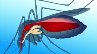 Malaria  Protist Diseases  GCSE Biology [upl. by Leiso705]