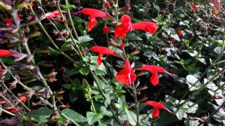 Salvia Coccinea  Scarlet Sage  Tropical Sage HD 01 [upl. by Jesus]