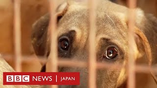 韓国が犬肉の販売などを禁止へ……ソウルのレストランを取材 [upl. by Niatsirk280]