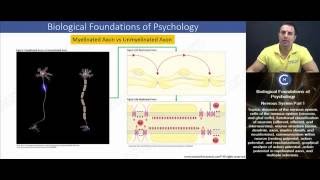 MCAT Biological Bases of Behavior  Action Potential in a Myelinated Axon [upl. by Lekcim]