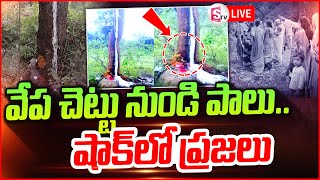 🔴LIve  ఇదెక్కడి వింతవేప చెట్టు నుండి పాలు  Milk Like Fluid Oozing from Neem Tree [upl. by Llejk592]