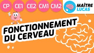 Fonctionnement du cerveau CP  CE1  CE2  CM1  CM2  Cycle 2 et 3  Sciences Questionner le monde [upl. by Atte]