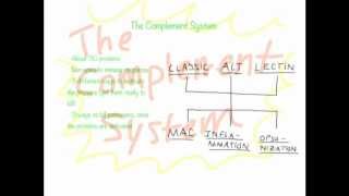 Complement System Overview [upl. by Arraek]