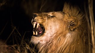 African bush sounds  Biyamiti Bush Camp 4 Kruger National Park  Night safari sounds 🌍149 [upl. by Llebasi]