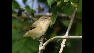 Chiffchaff 1h bird sound [upl. by Steffen]