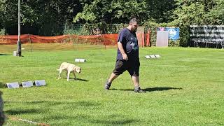 Rally Obedience Klasse 3 MV Recklinghausen 11082024 [upl. by Sevart]