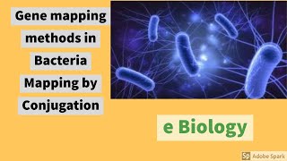 Gene Mapping in bacteria  Introduction and gene mapping through conjugation amp its limitations [upl. by Elnukeda]