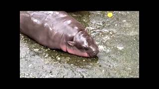 Moo Deng the lovely pygmy hippo at Khao Kheow Open Zoo [upl. by Cavuoto106]