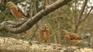 Linnet Birds  Video Bird Song and Sounds [upl. by Epner]