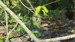 Soursop Graviola Annona muricata plants fruit [upl. by Yenduhc]