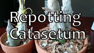 Repotting Catasetum [upl. by Tristam]