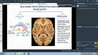 Basal nuclei and white matter of the cerebral hemisphere [upl. by Eneladgam]