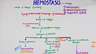 Hemostasis  Mechanism of Blood clotting  Hemostasis in hindi [upl. by Connel]