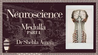 Medulla  Internal features  Neurosciences  Dr Shehla Aman [upl. by Jann585]