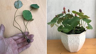 How to grow lotus from seed for beginners fast and easy [upl. by Carlota]