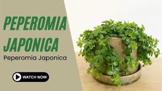 Peperomia Japonica  Peperomia Plants  TinyLeaf [upl. by Sion]