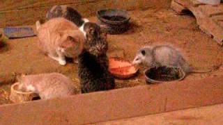 Opossum eating with cats in barn [upl. by Lunseth]