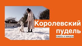 Королевский пудель Плюсы и минусы породы [upl. by Madelyn]