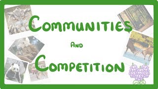 GCSE Biology  Interdependence  Community and Competition 84 [upl. by Ahsennek238]