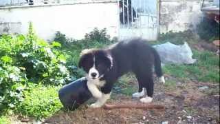 karakachan dog 3 months old Νο5 [upl. by Ruperto]