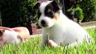 Rat Terrier  Chihuahua Puppies [upl. by Vinn]