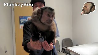 Capuchin Monkey Vet Visit [upl. by Eceirtal]