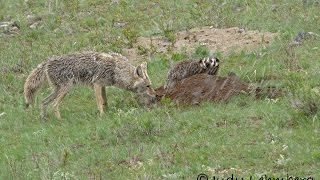 Rare  A Badger and a Coyote Hunting Together [upl. by Enneles126]