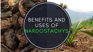 Benefits And Uses Of Nardostachys Jatamansi [upl. by Trebor]