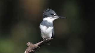 Belted Kingfisher [upl. by Eldin]