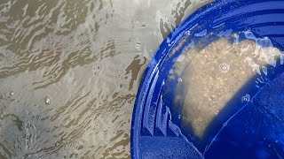 Gold prospecting on the south platte river finding flour gold [upl. by Sabella]