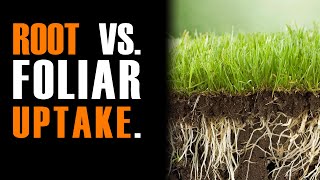 Speculations on Root vs Foliar Nitrogen Uptake [upl. by Sprage]