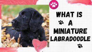 What is a Miniature labradoodle  Can miniature labradoodle swim  Do labradoodles like to cuddle [upl. by Klina]