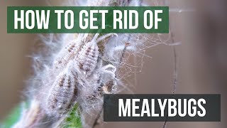 How to Get Rid of Mealybugs 4 Easy Steps [upl. by Ivanah372]