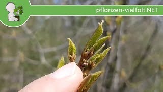 Faulbaum  Austrieb  110418 Rhamnus frangula  BaumStrauchBestimmung [upl. by Solenne]