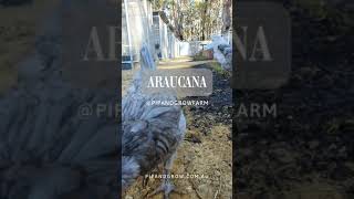 Araucana Blue amp Splash Breeders 202425 pipandgrowfarm [upl. by Demha367]