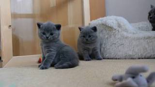 British Shorthair Kitten Cattery [upl. by Ilrahc497]