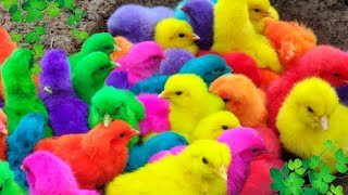 colorful hen baby🐥colour hen chicks🐤hen chicks🐔chicken songchicks video for babyhen video [upl. by Patti701]