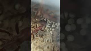 New eggs for my bull ant colony shorts ants [upl. by Lsiel]