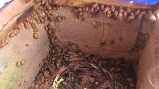 Snail Farming in Nigeria Edo State Benin City pt2 [upl. by Bascio]