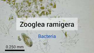 Zooglea ramigera Bacteria [upl. by Marv491]