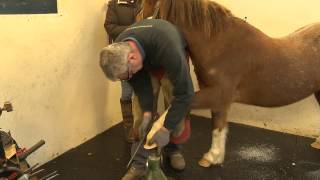 Jimmys Laminitis Story [upl. by Eveineg743]