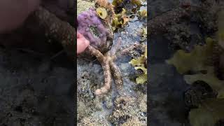 Different types of starfish seastars starfish seacreatures sea shortsvideo shorttrending [upl. by Namie756]