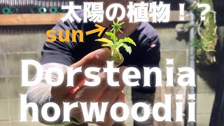 【Dorstenia】太陽の植物？！ドルステニア ホルウッディ ちょいレアドル！ [upl. by Bromley]