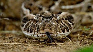 Así muda la piel la víbora bufadora la serpiente con el ataque más rápido  National Geographic [upl. by Bonny]