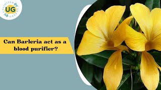 Plants Facts and Care Tips Barleria [upl. by Wil708]