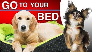 How To Teach Your Dog To Go To Their Bed When Asked [upl. by Tybi]