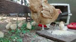 Momma Buff Orpington Hen with new Chicks [upl. by Anahsohs]