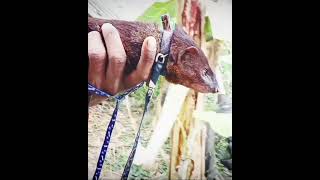 Garangan jinak dan manjahewan garangan pemangsa ayam‼️ garanganjinak linsang moongoose musang [upl. by Nylitak335]