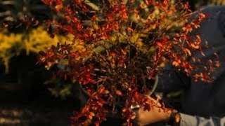 Barberry Bush Care  Professional Gardening Tips [upl. by Alehc]